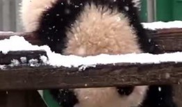 吃瓜小熊模特,时尚界的萌宠新宠儿