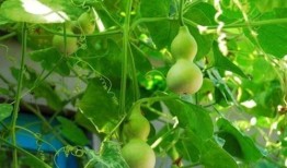 葫芦瓜咋样吃呢,探索美味与健康的完美结合