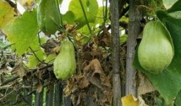 吐耳瓜怎么吃,探索美味新境界