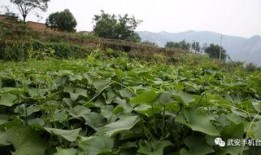 佛瓜尖怎么吃,探索美味与营养的完美结合