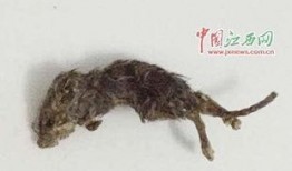 老鼠吃瓜事件图片真实,老鼠偷吃瓜引发网友热议
