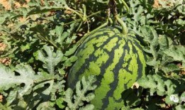 湖南吃瓜,探寻湘菜中的“瓜界传奇”