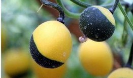 什么动物吃吊瓜,揭秘哪种动物是它的天然美食家