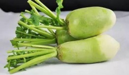 萝卜和皇瓜可以吃吗,探寻美味与营养的完美结合