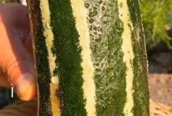 瓜有点熟可以吃嘛,判断瓜是否可食的实用指南