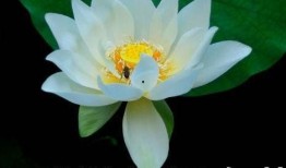 古风网红吃瓜,揭秘娱乐圈幕后风云