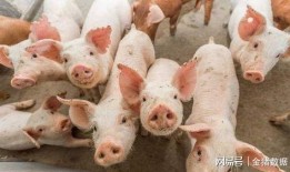 农村许半夏养猪吃瓜,瓜田飘香农村新篇章