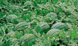 吃瓜采摘视频大全,吃瓜采摘视频大全精彩瞬间回顾