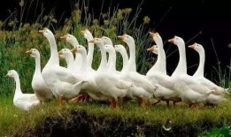 吃瓜幸运鹅结局,结局揭秘，鹅界传奇落幕