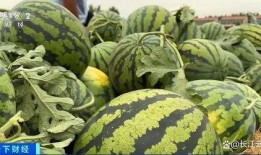 在唐朝堂上吃瓜,古风食趣一瞥