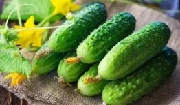 春吃菠萝夏吃瓜,四季养生之道