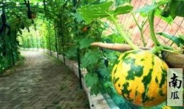 中秋假期吃瓜,揭秘中秋假期吃瓜攻略